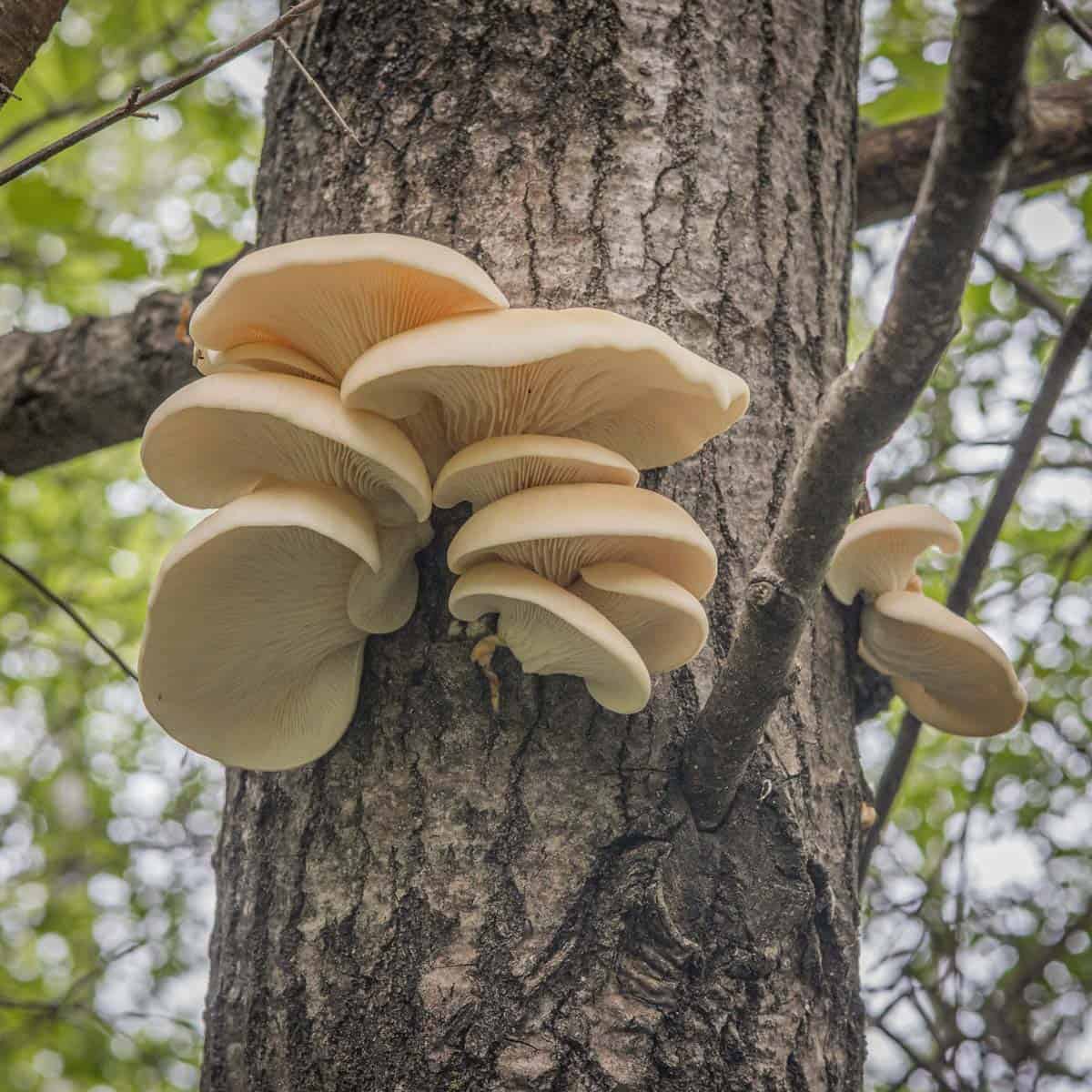 Common Mushrooms That Grow on Trees - Forager | Chef