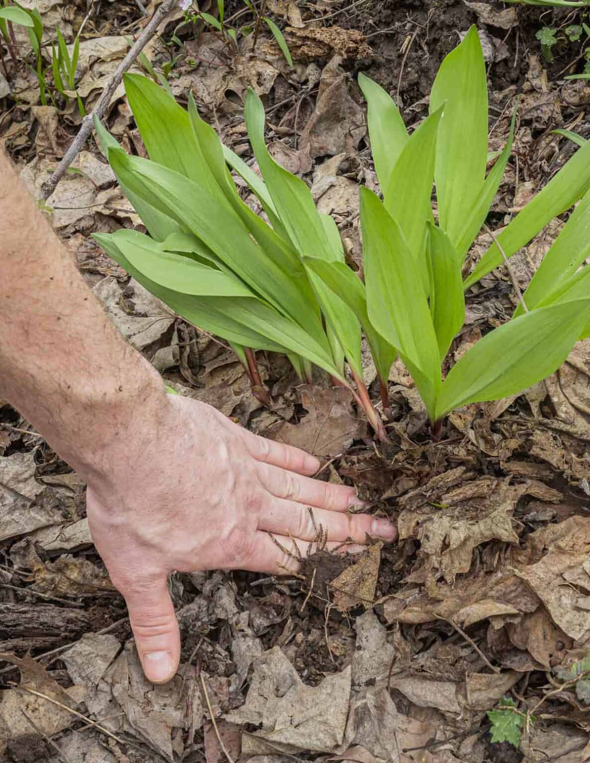 Grilled Ramps - Forager | Chef