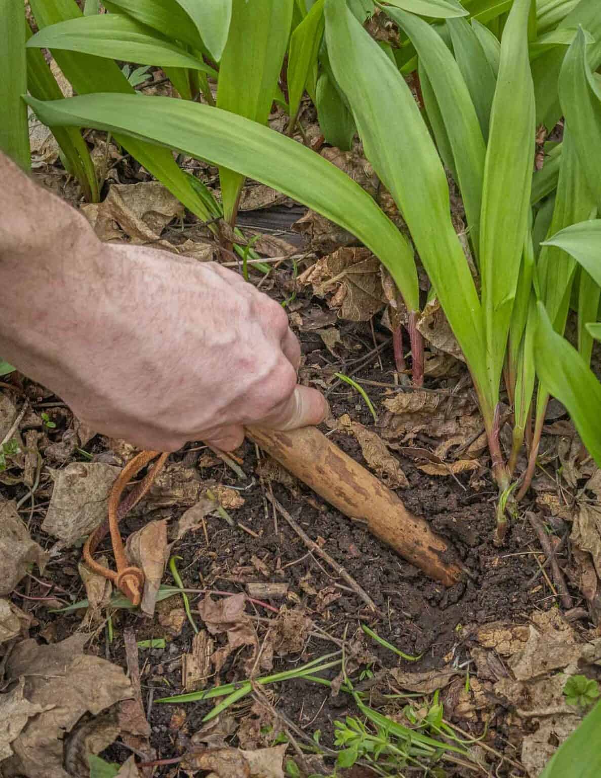 Grilled Ramps Forager Chef