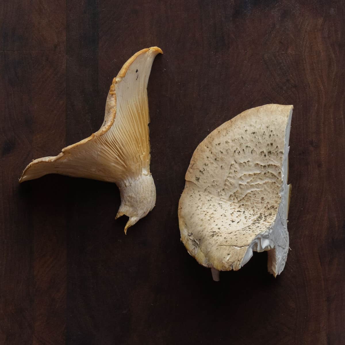 Common mushrooms that grow on trees forager chef