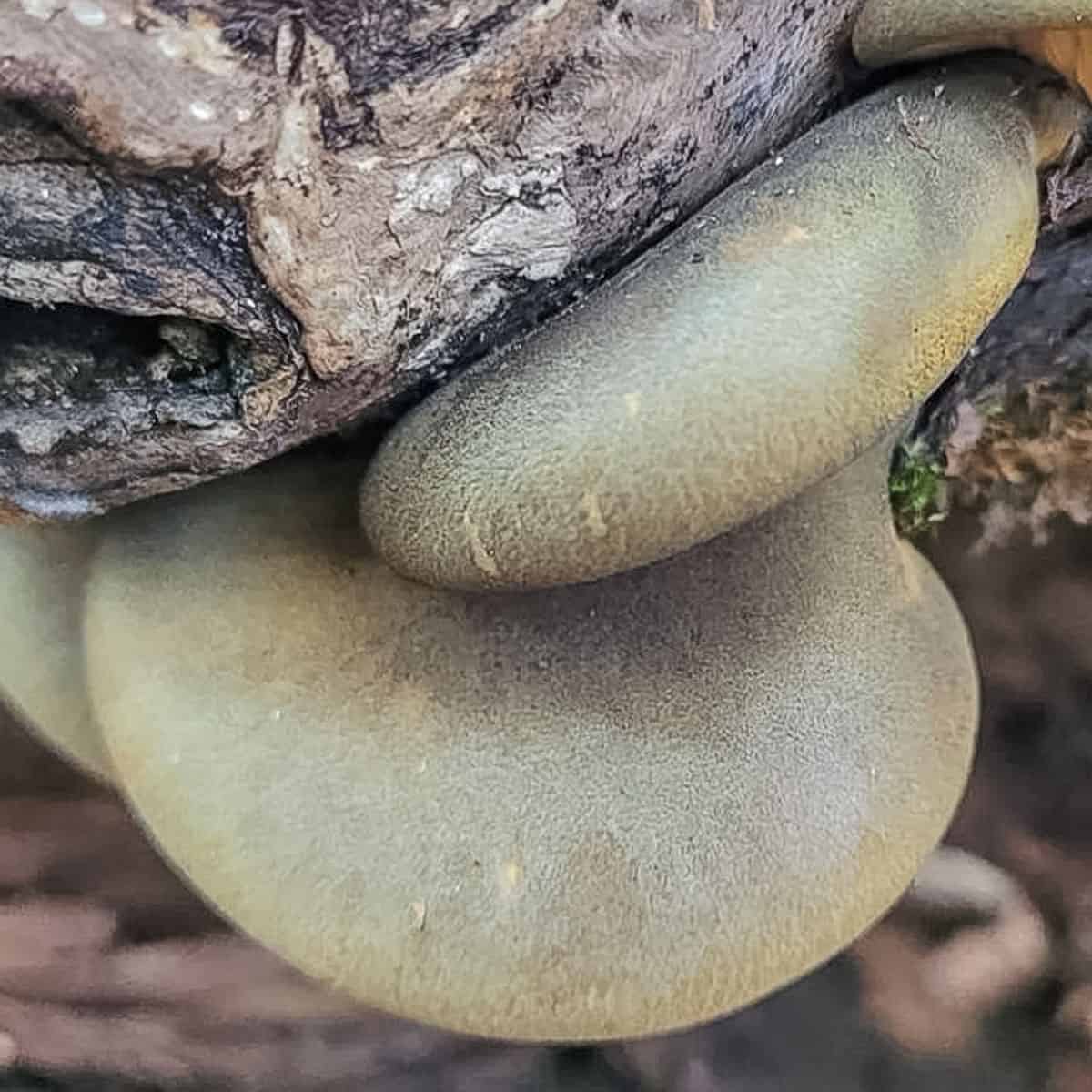 Common Mushrooms That Grow On Trees Forager Chef common-mushrooms-that-grow-on-trees-forager-chef