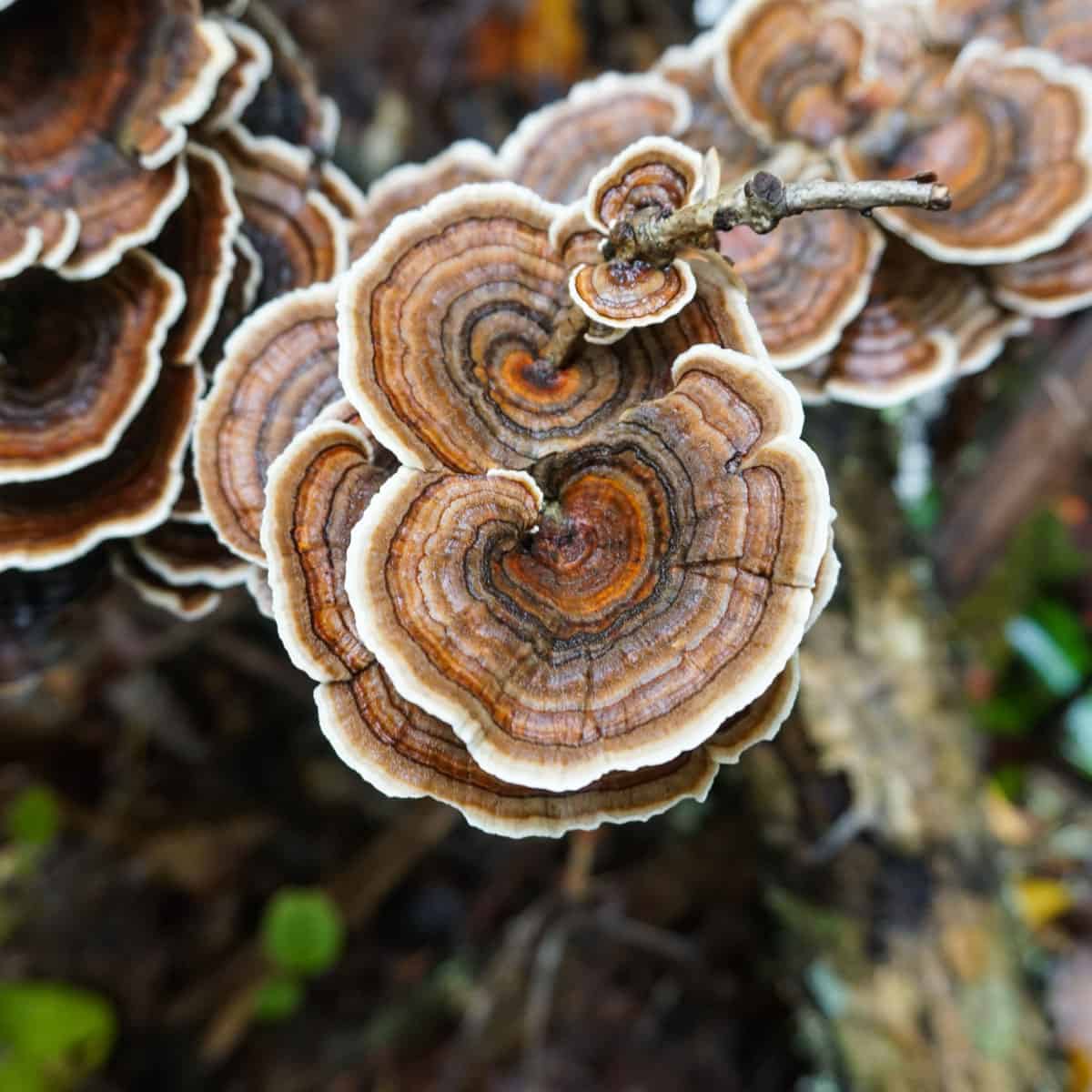 A top-down image of turkey tail mushrooms growing on a tree.