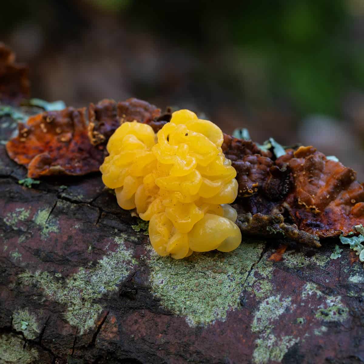 A small yellow witches butter mushroom growing on a tree.