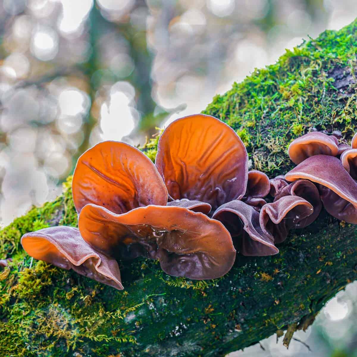 Wood ear mushrooms growing on a tree.