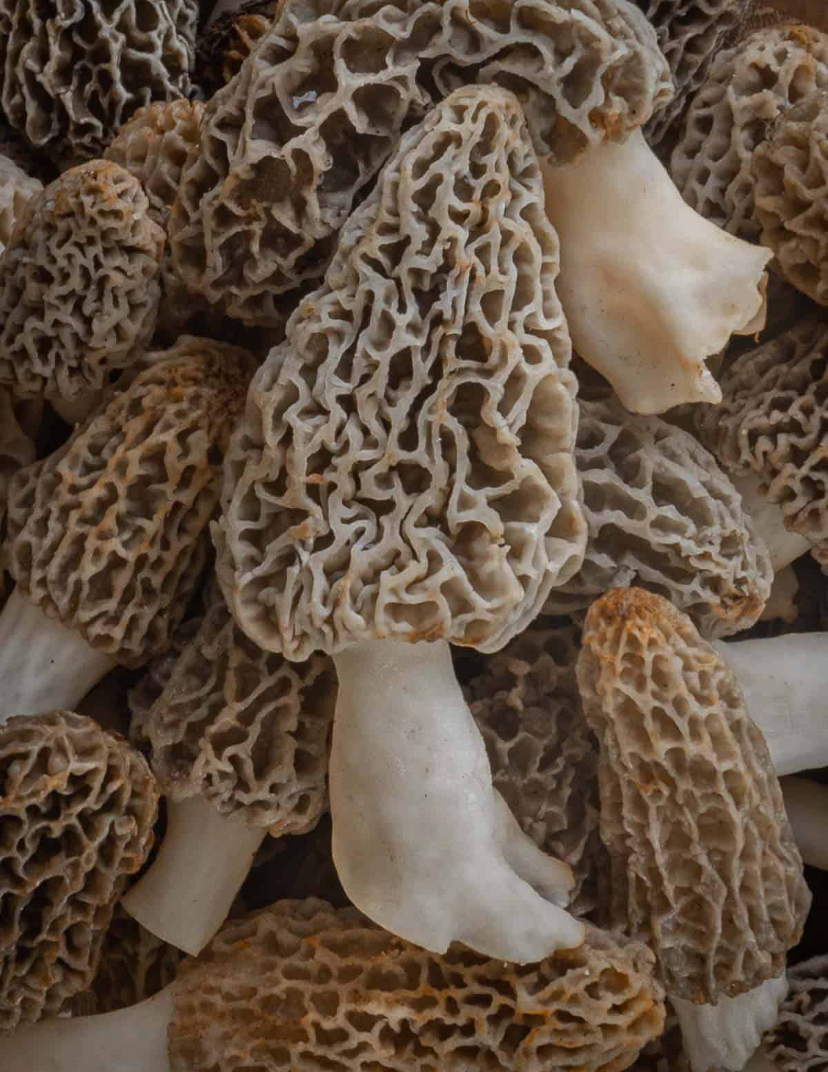 A close up image of many fresh gucchi mushrooms or morels.