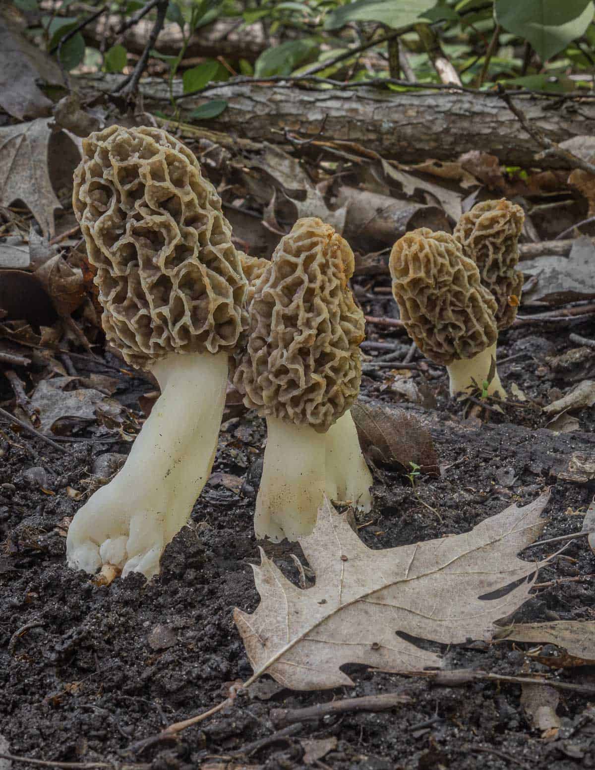 Morel or gucchi mushrooms growing in a forest next to an oak leaf. 