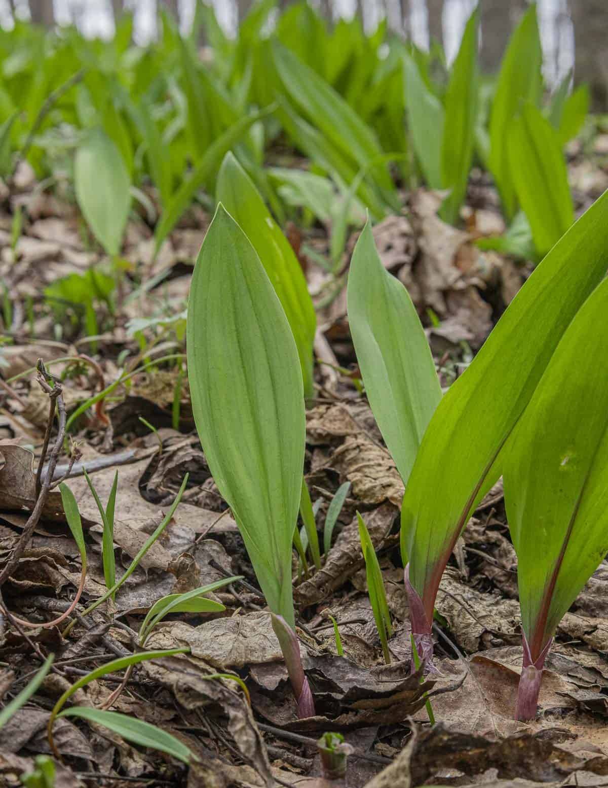 A patch of wild leeks or ramps (Allium tricoccum and Allium burdickii). 