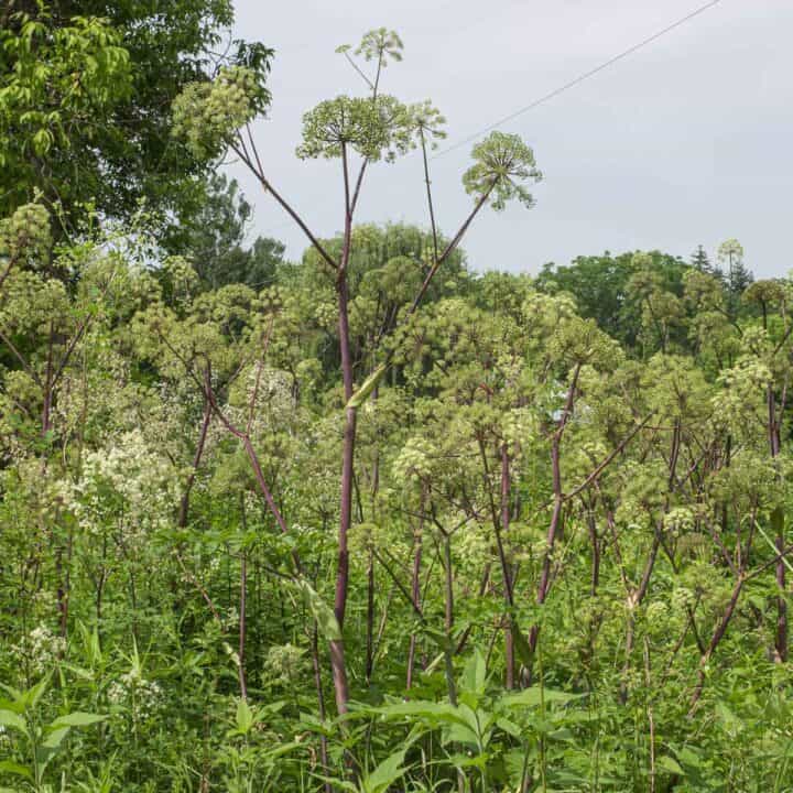 Candied Angelica Stems (Recipe) Forager Chef