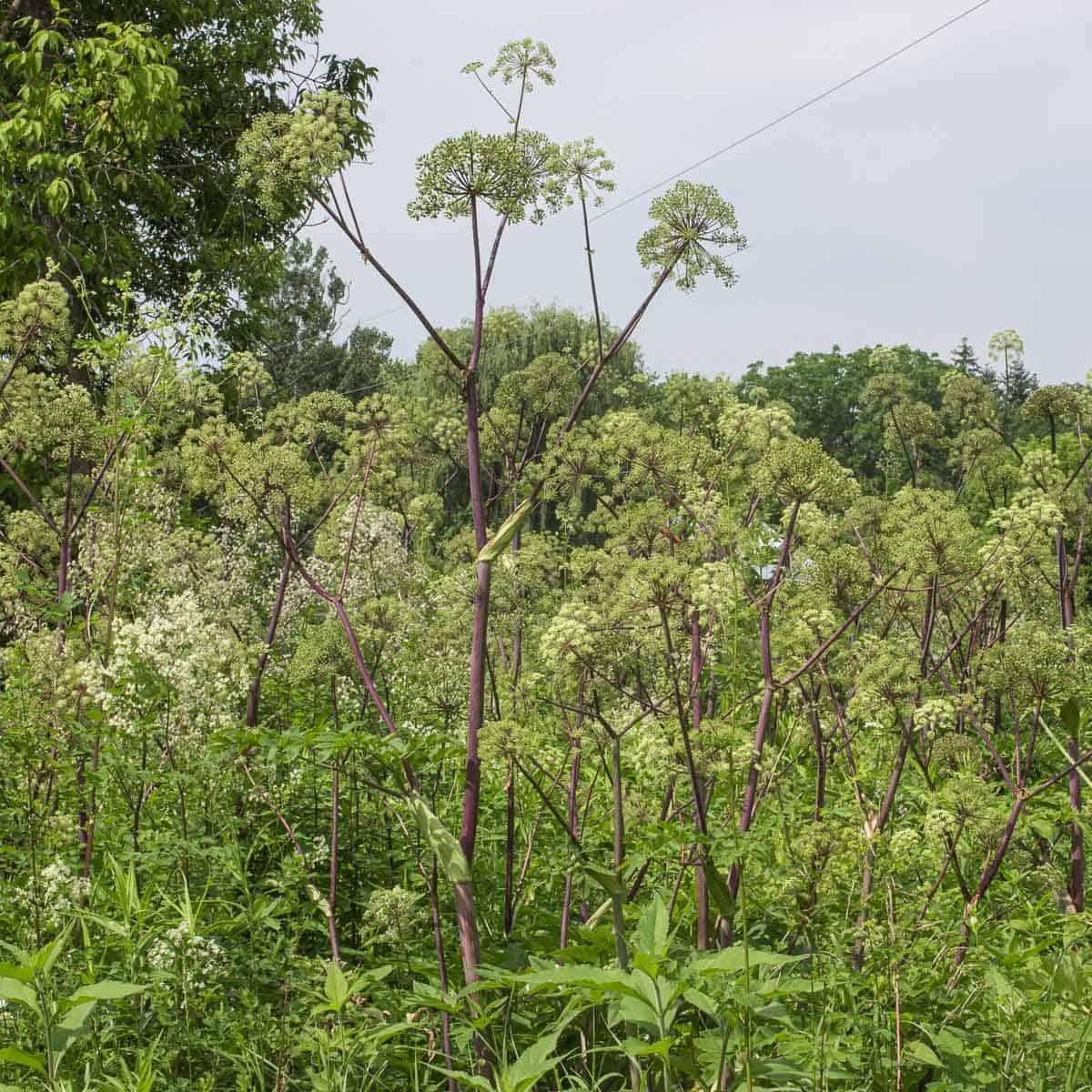 A field of wild angelica. 