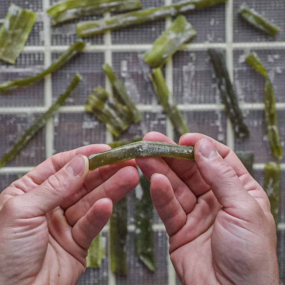 bending a piece of candied angelica to show it's pliable. 