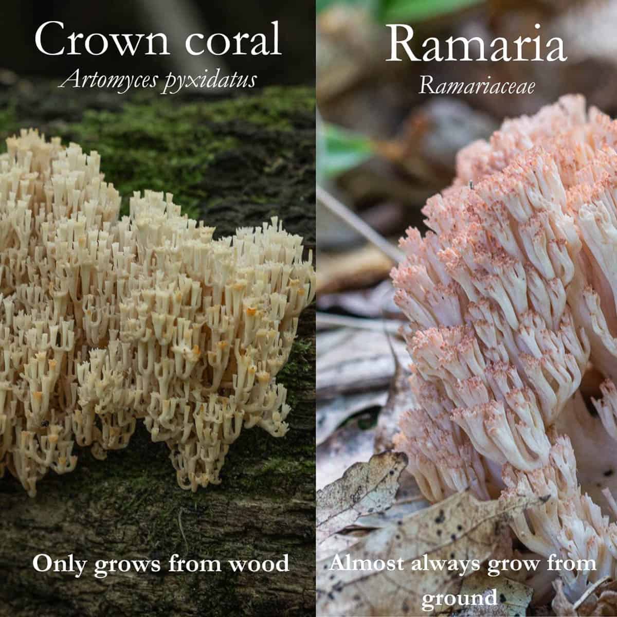 An infographic showing differences between crown coral mushrooms and Ramaria. 