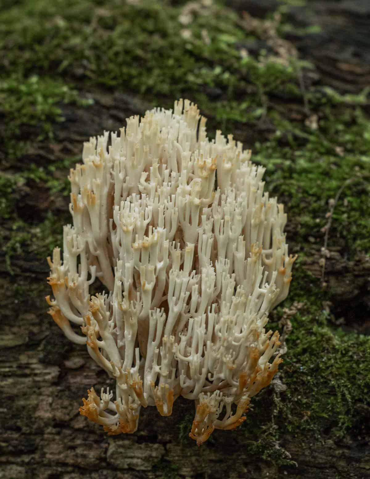 Artomyces pyxidatus, the crown tipped coral mushroom growing on a log. 