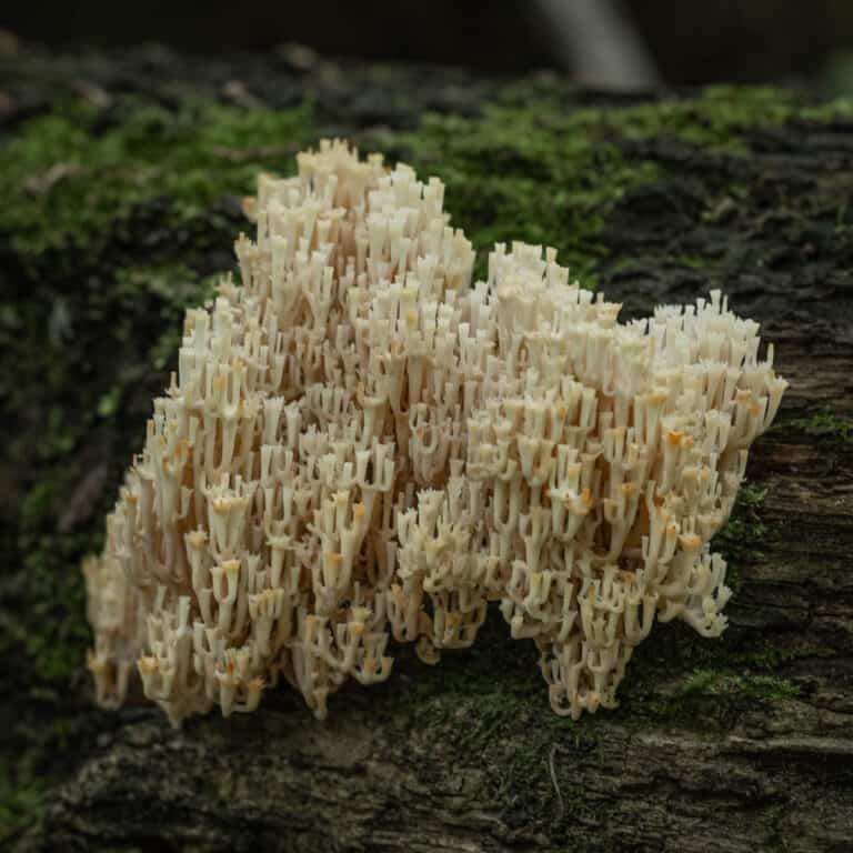 Crown Tipped Coral Mushrooms Artomyces Pyxidatus