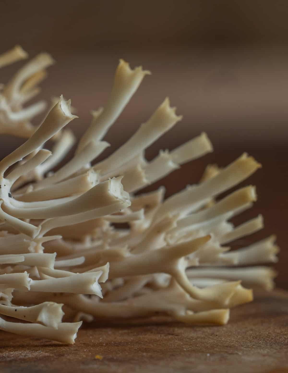 Close up image showing the crown on the branching tips of crown coral mushrooms. 