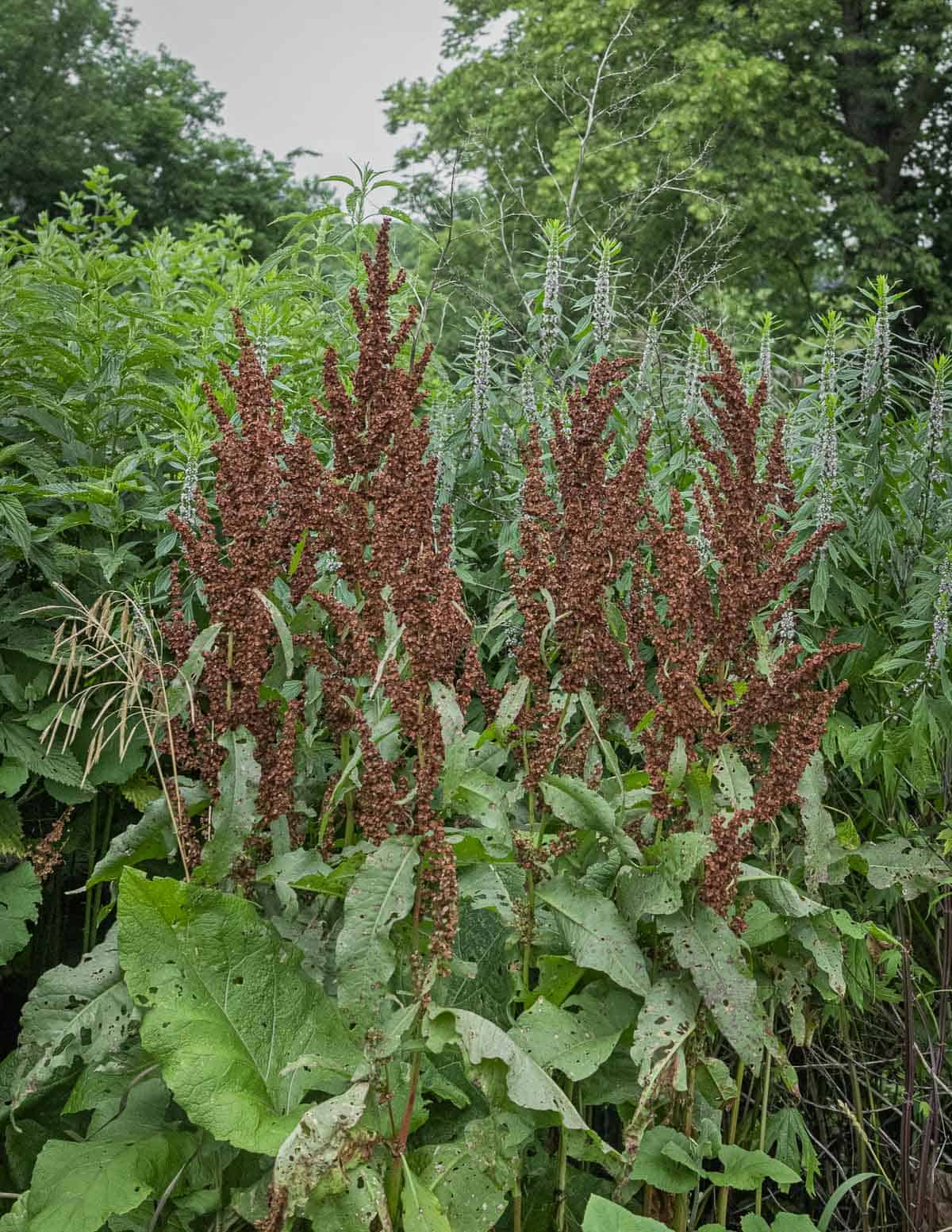 Curly dock (Rumex crispus) outside showing seeds.