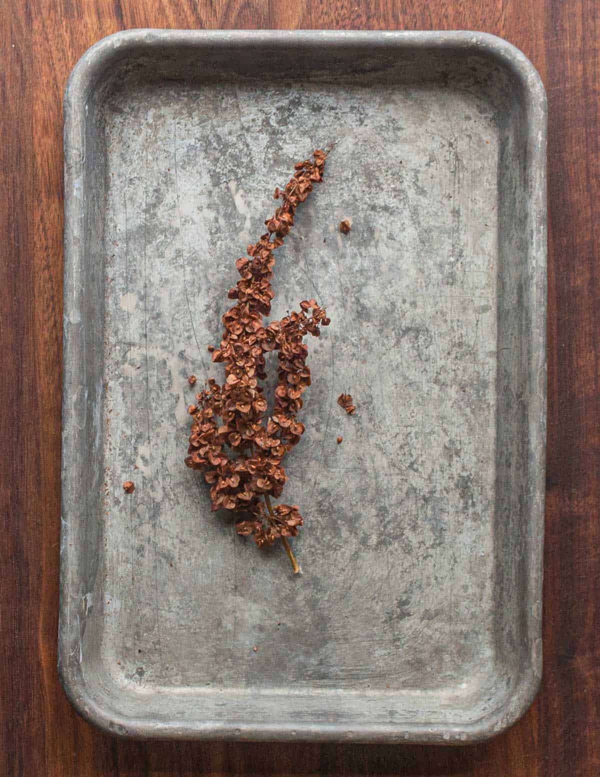 A curly dock seed head on a tray. 