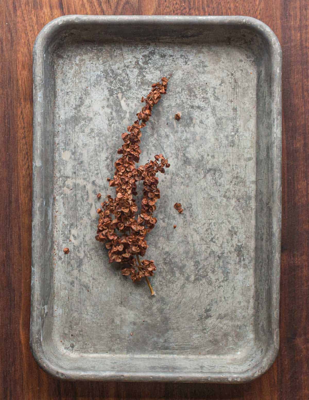 A curly dock seed head on a tray.