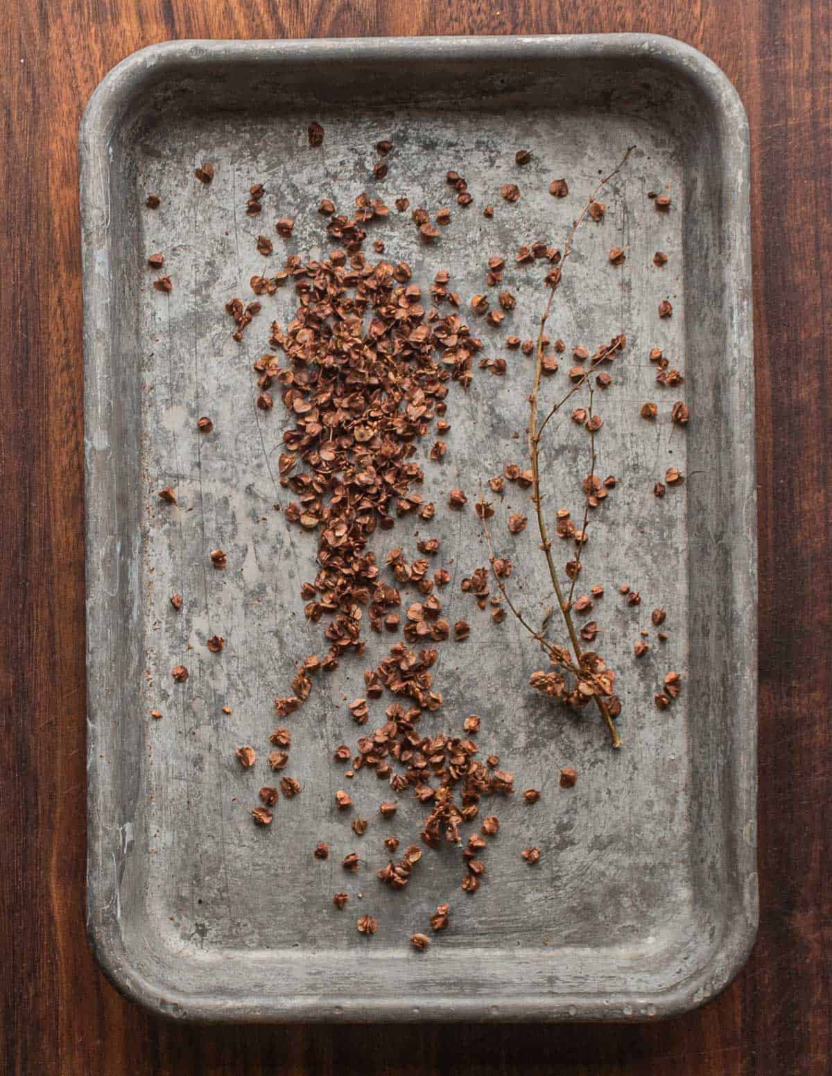 Removing the seeds from a curly dock seed head. 