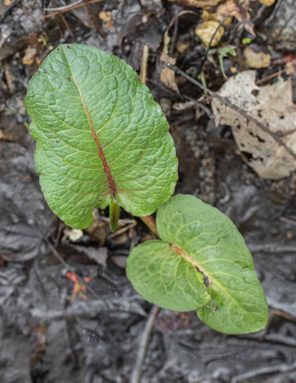 A picture of bitter dock (rumex obtusifolius) outside near a pond. 