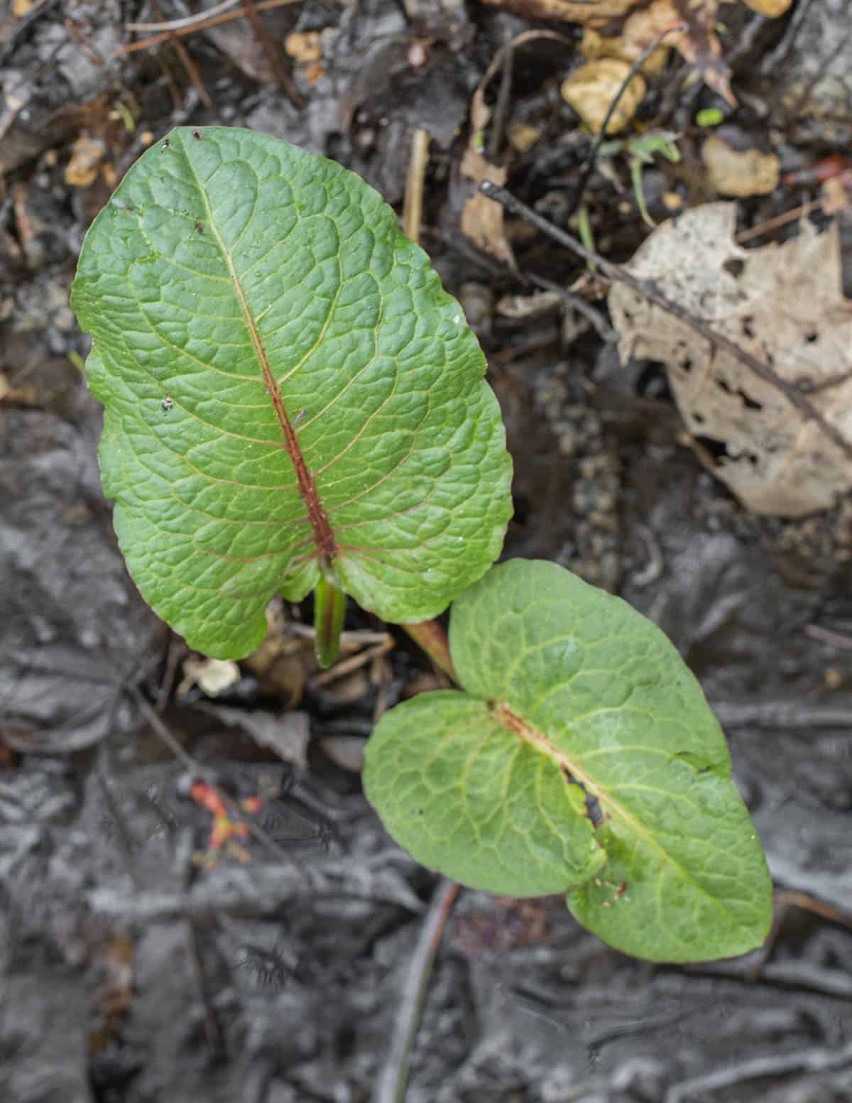 A picture of bitter dock (rumex obtusifolius) outside near a pond.