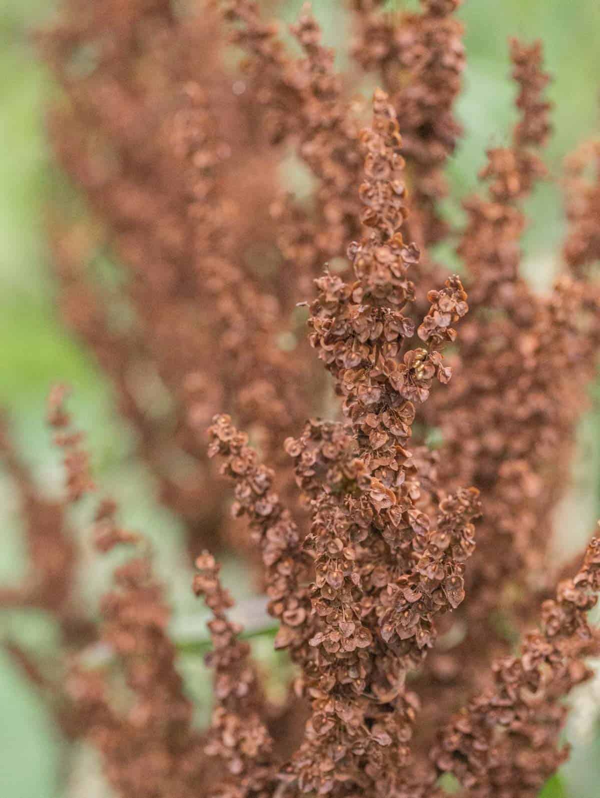 A close up picture of curly dock seeds. 