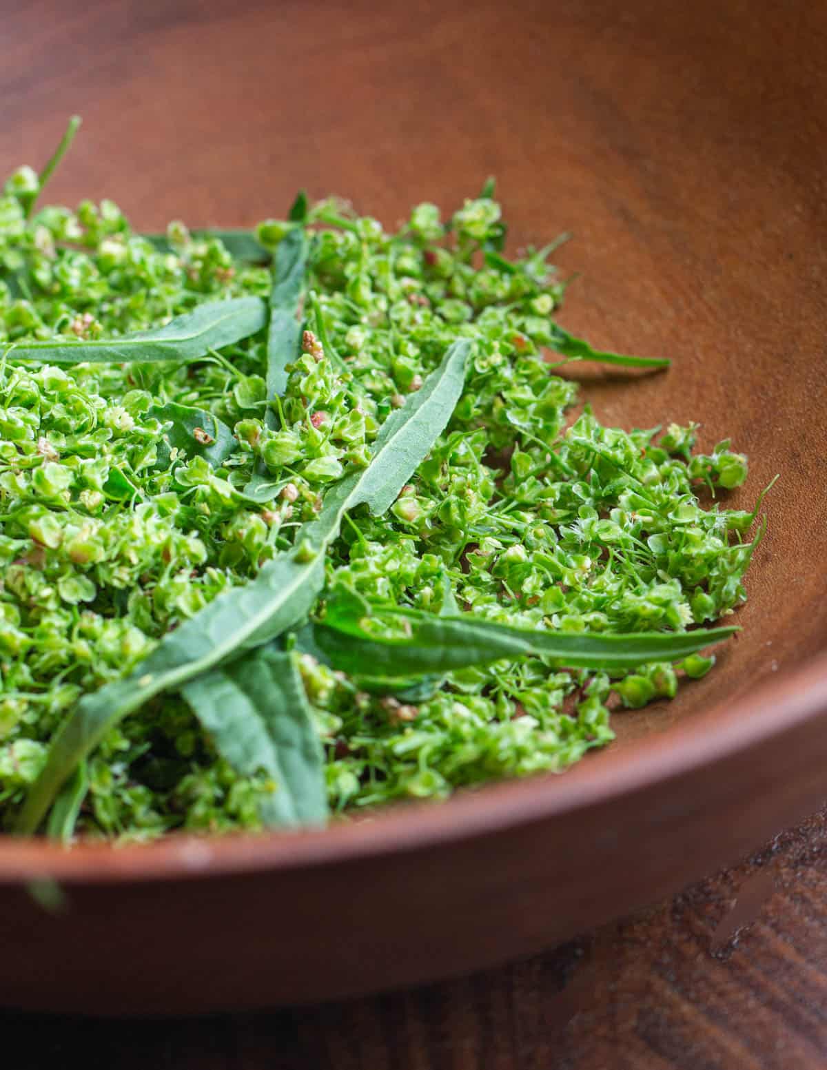 A bowl full of green unripe dock seeds. 