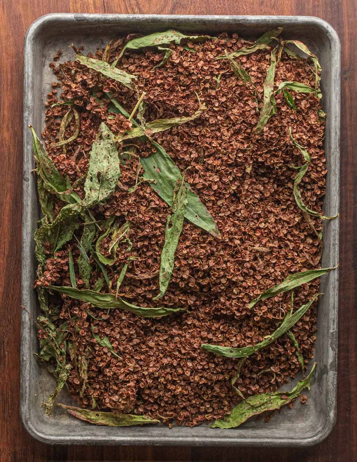 A tray of dock seeds and green leaves.