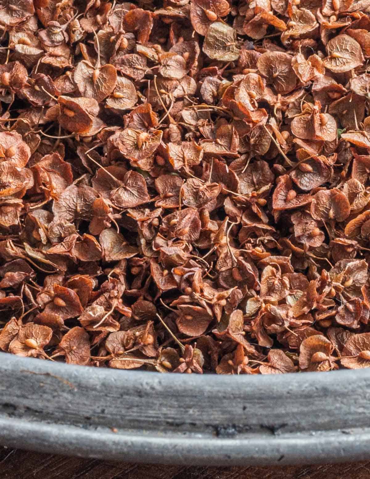 A close up picture of brown dock seeds showing the papery husk. 