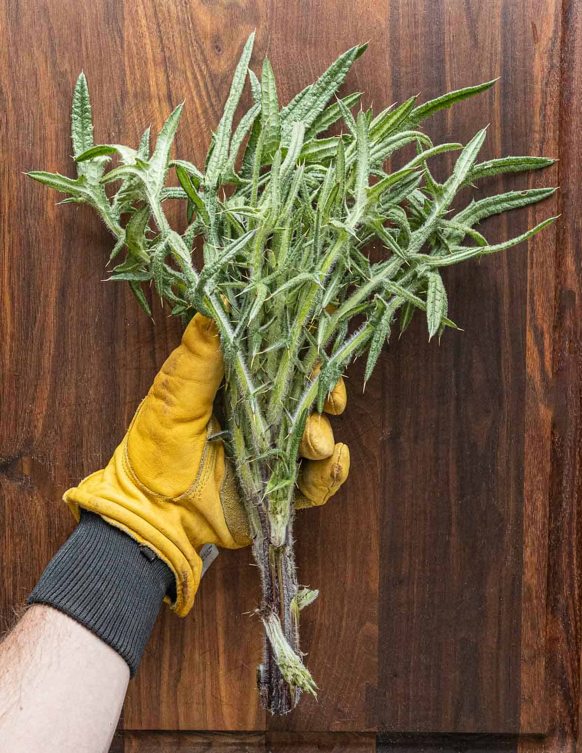 A bull thistle flower stalk before trimming held with a gloved hand. 