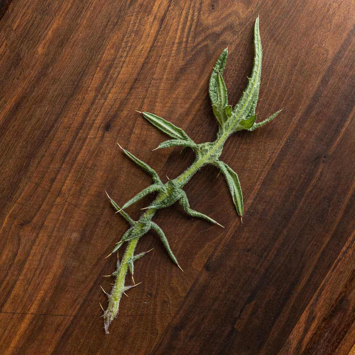 A bull thistle leaf on a black walnut wood background. 