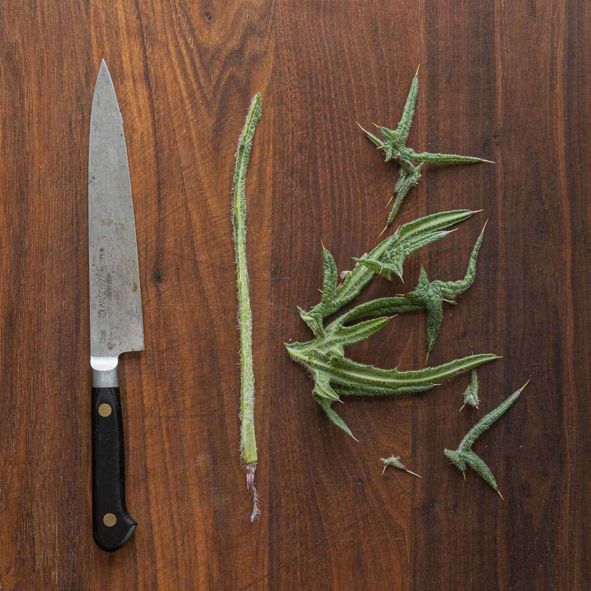 Removing the leaves and spines from a bull thistle leaf to reveal the edible leaf mid rib. 