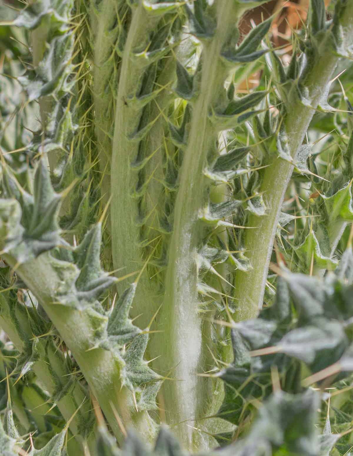 A close up image of the spines on the flower stalk of bull thistle. 