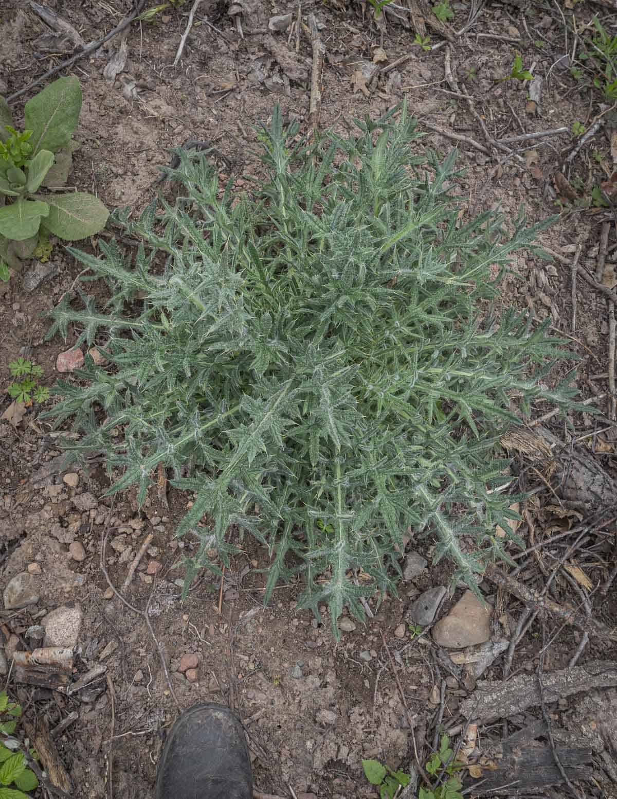 A top down image of bull thistle (Cirsium vulgare) basal rosette in the spring. 