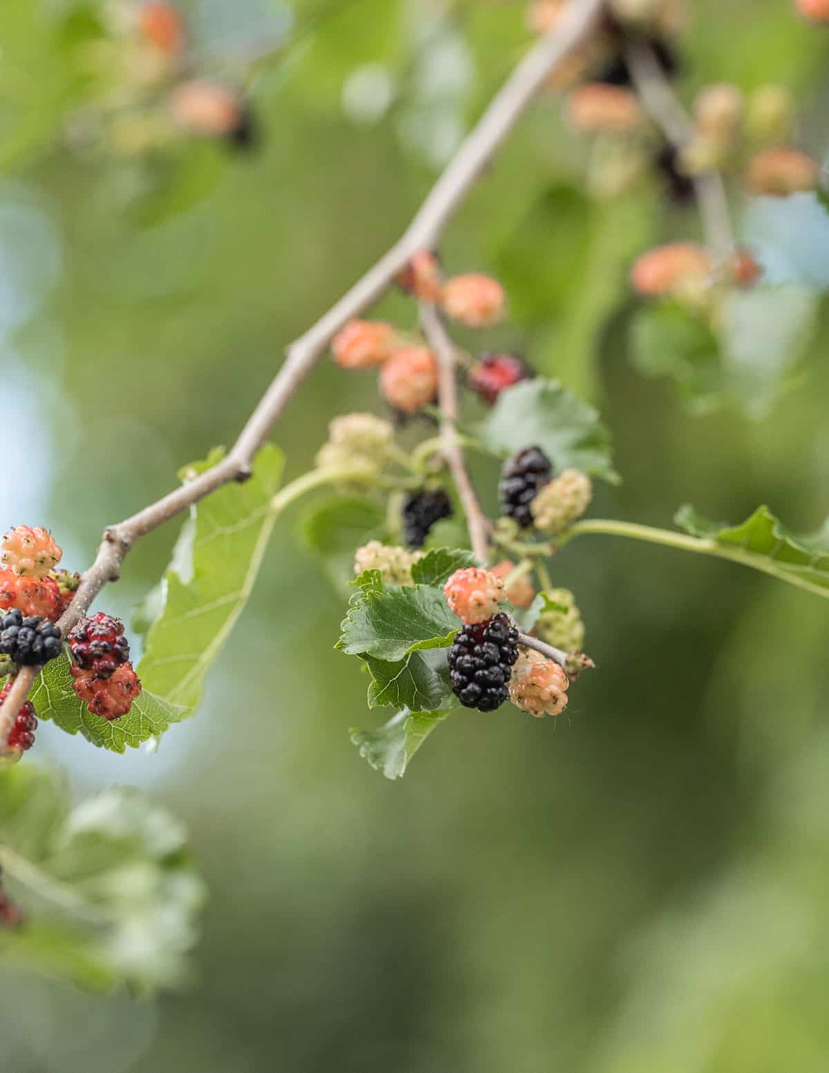 Ripe and unripe mulberries on a branch of a mulberry tree. 