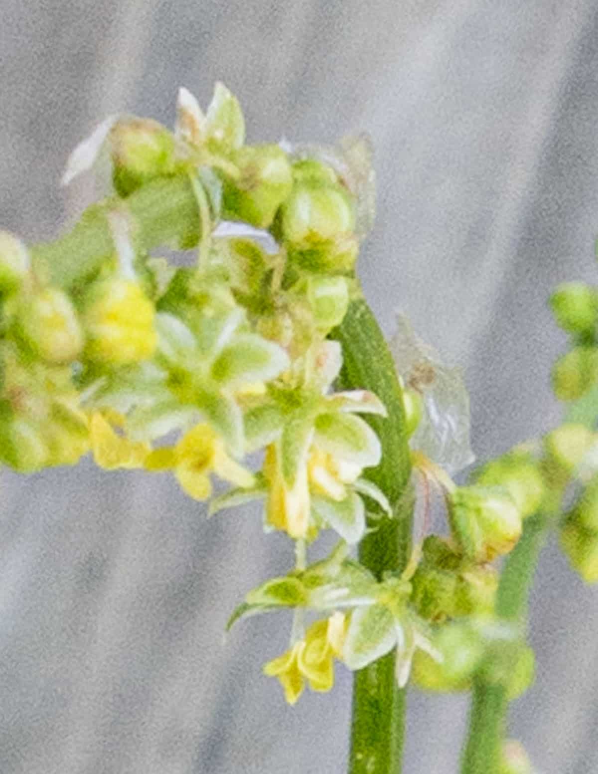 A close up image of green sheep sorrel flowers. 