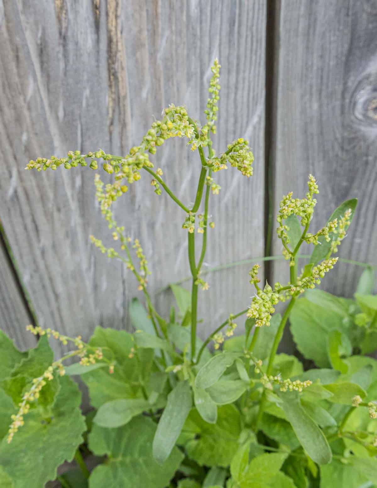 Green sheep sorrel flowers. 