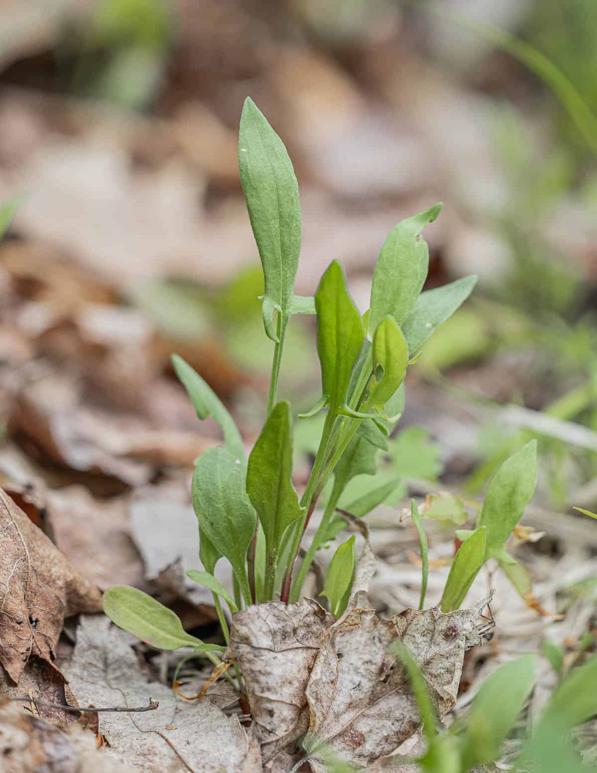Young sheep sorrel Rumex acetosella leaves growing in the spring. 