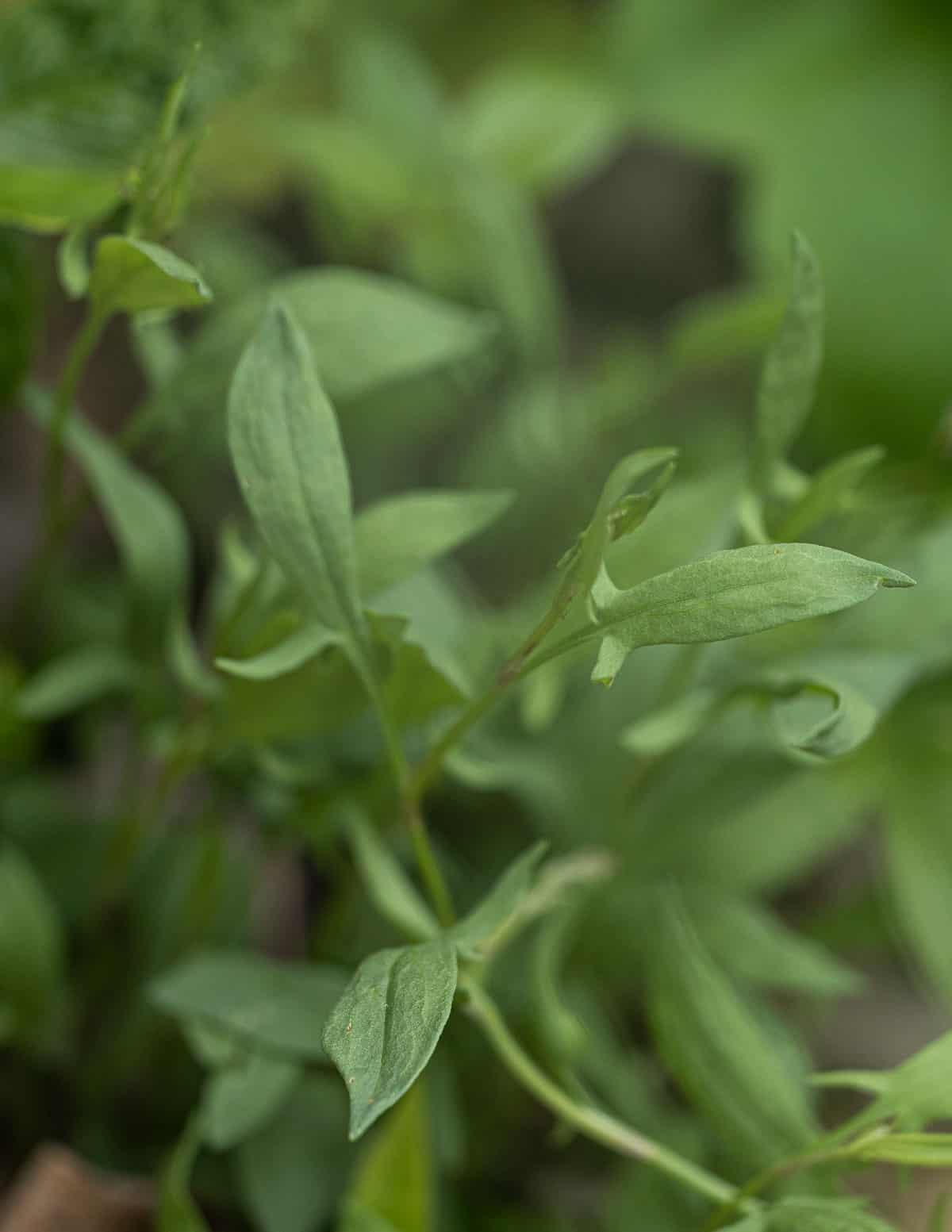 Wild sorrel growing in a garden.