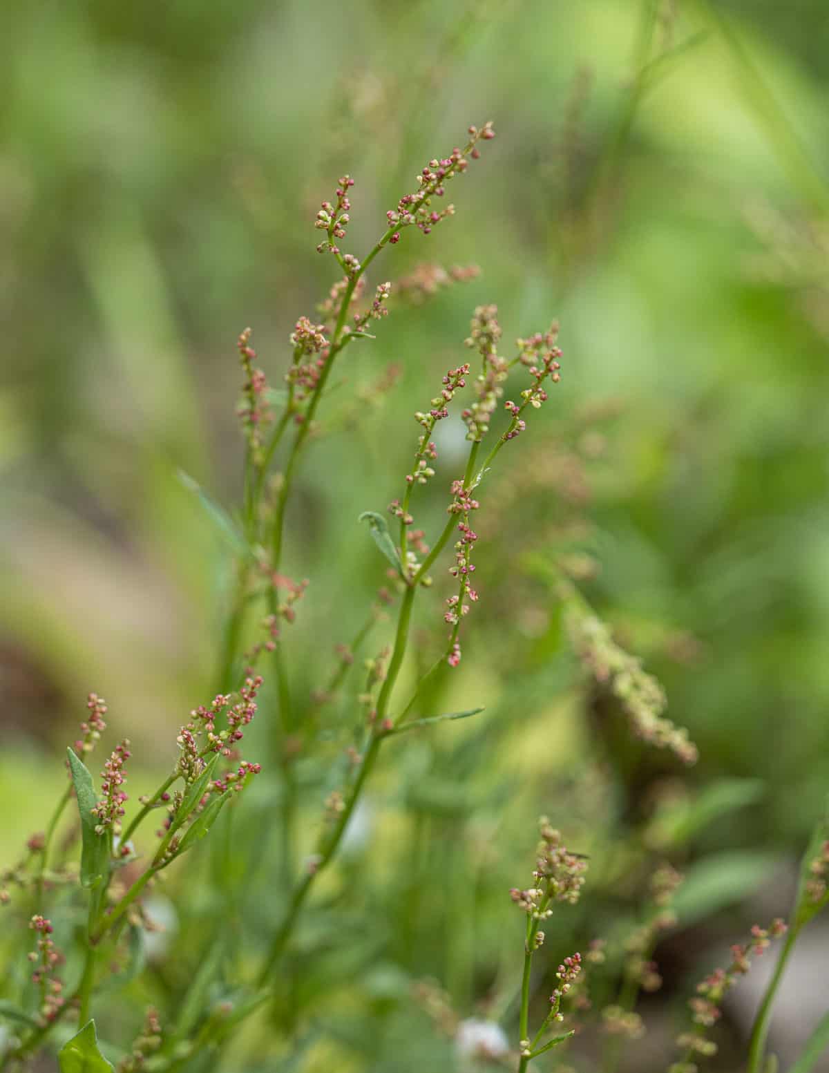 Close up image of sheep sorrel plants outside showing seed heads. 