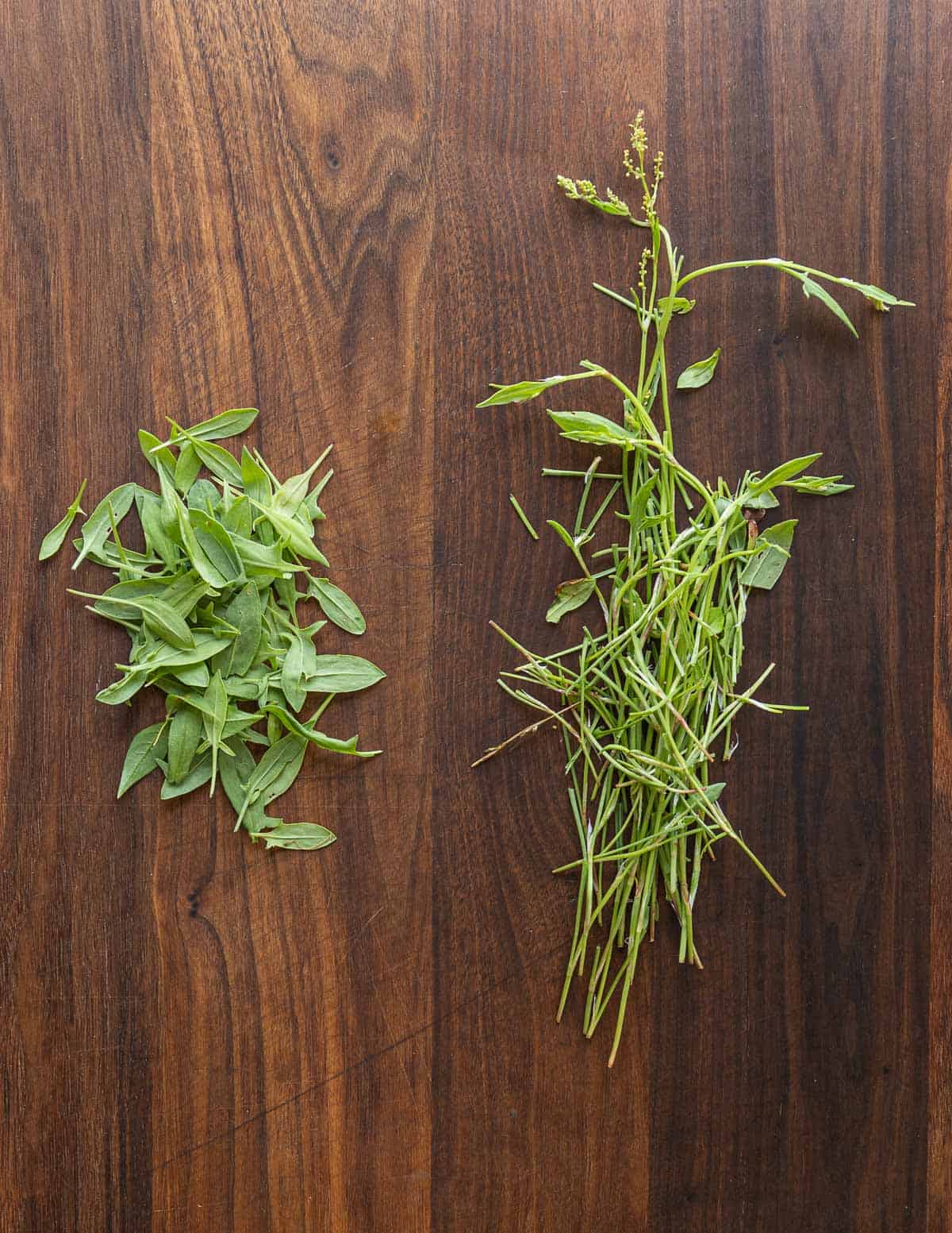 Picking the leaves from a sheep sorrel plant. 