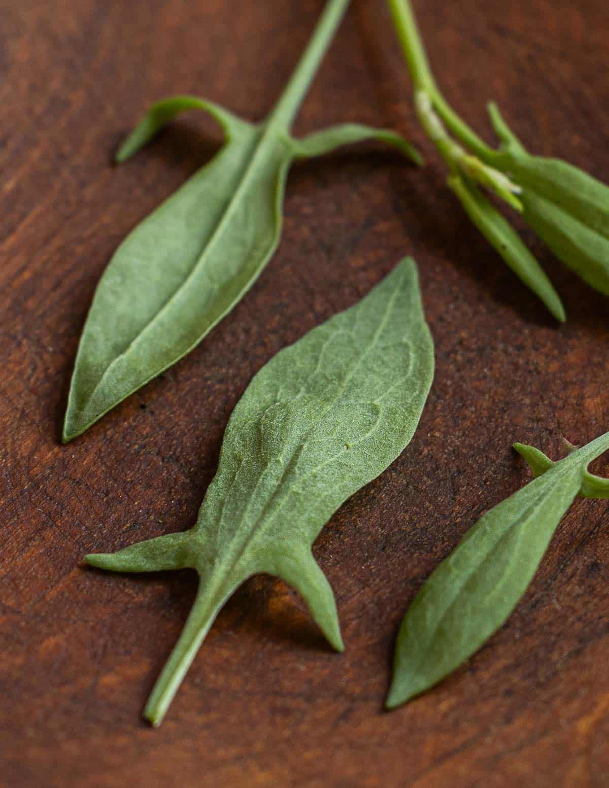 Close up of sheep sorrel  Rumex acetosella leaves. 