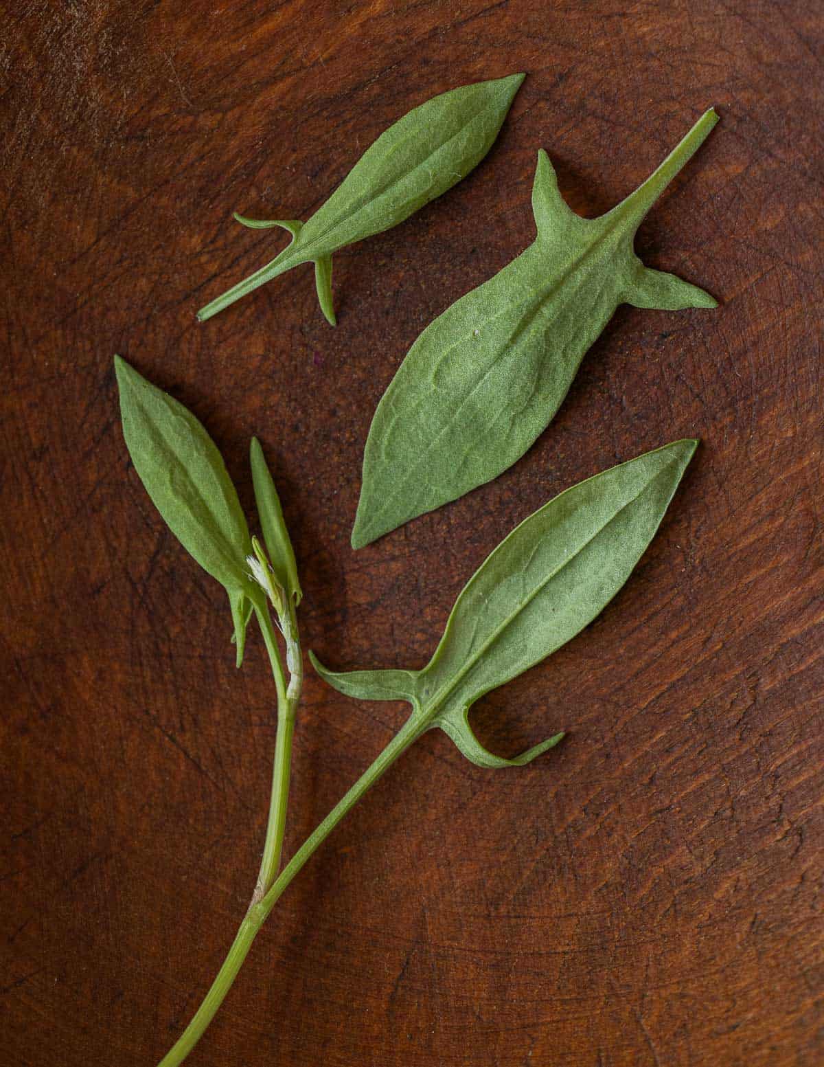 A close up image of sheep sorrel leaves (rumex acetosella). 