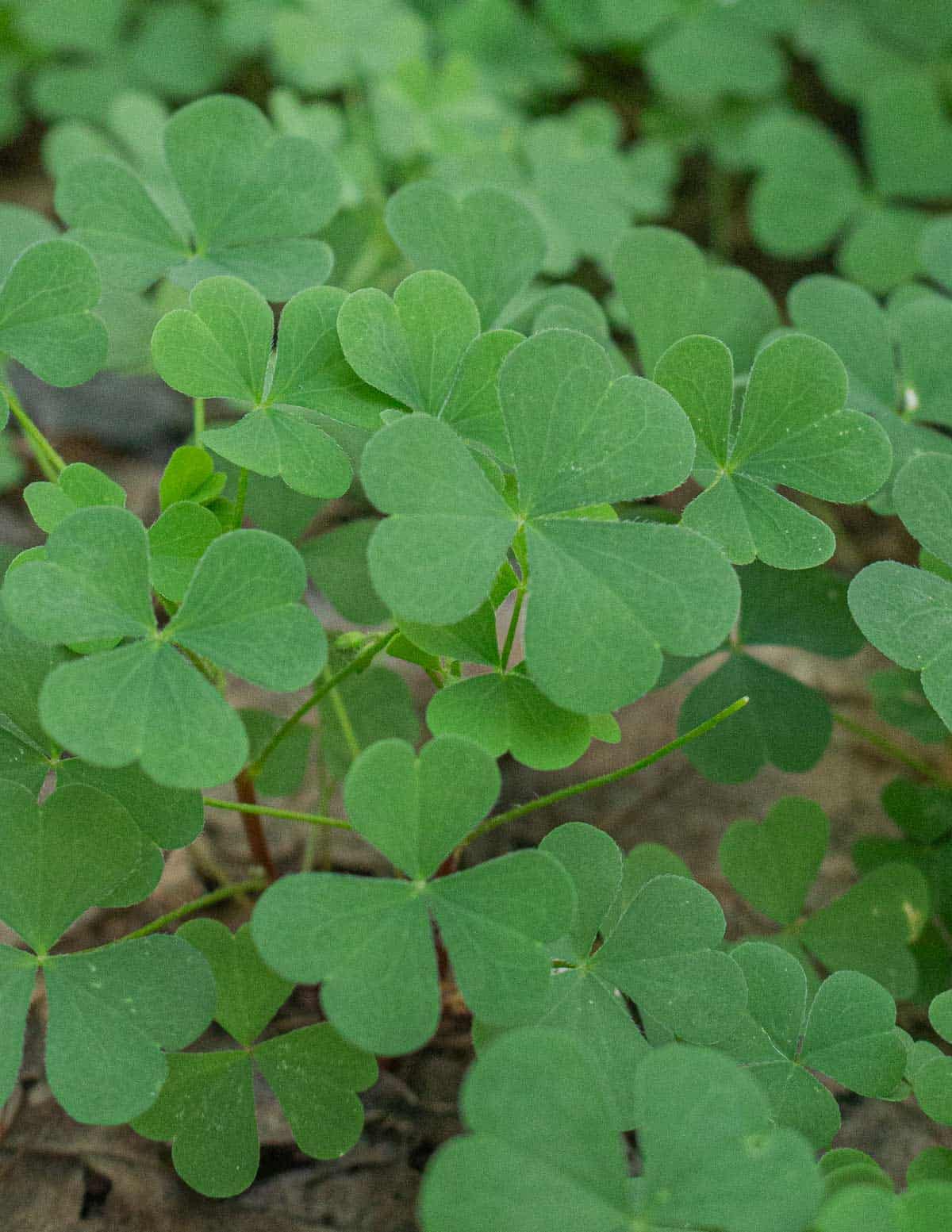 Young wood sorrel (Oxalis) growing in a garden. 