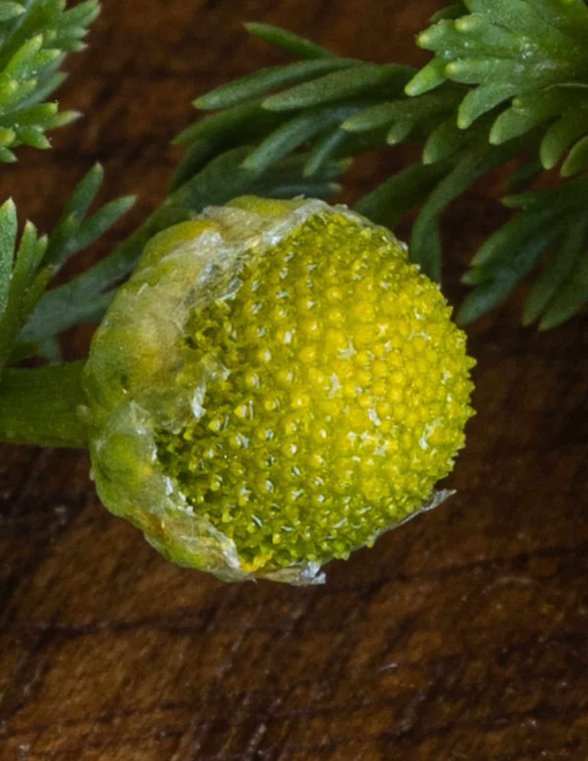 A close up image of yellow disk flowers on pineapple weed. 