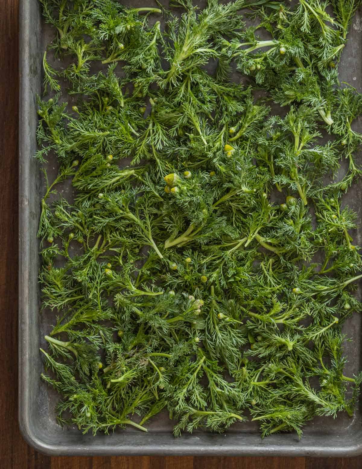 A baking sheet filled with wild chamomile or Matricaria discoidea leaves and flowers.
