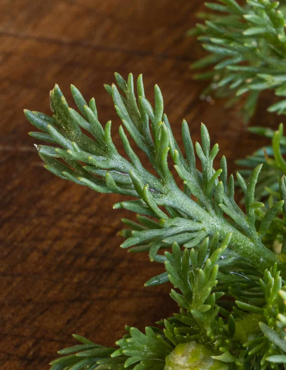 Close up image of pineapple weed leaves. 
