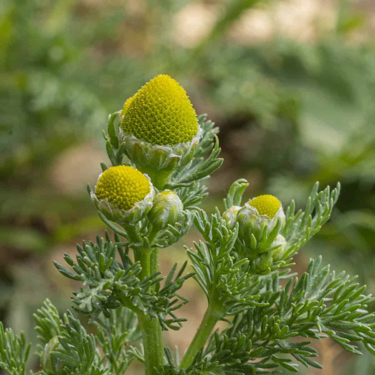 Pineapple Weed (Wild Chamomile) - Forager | Chef