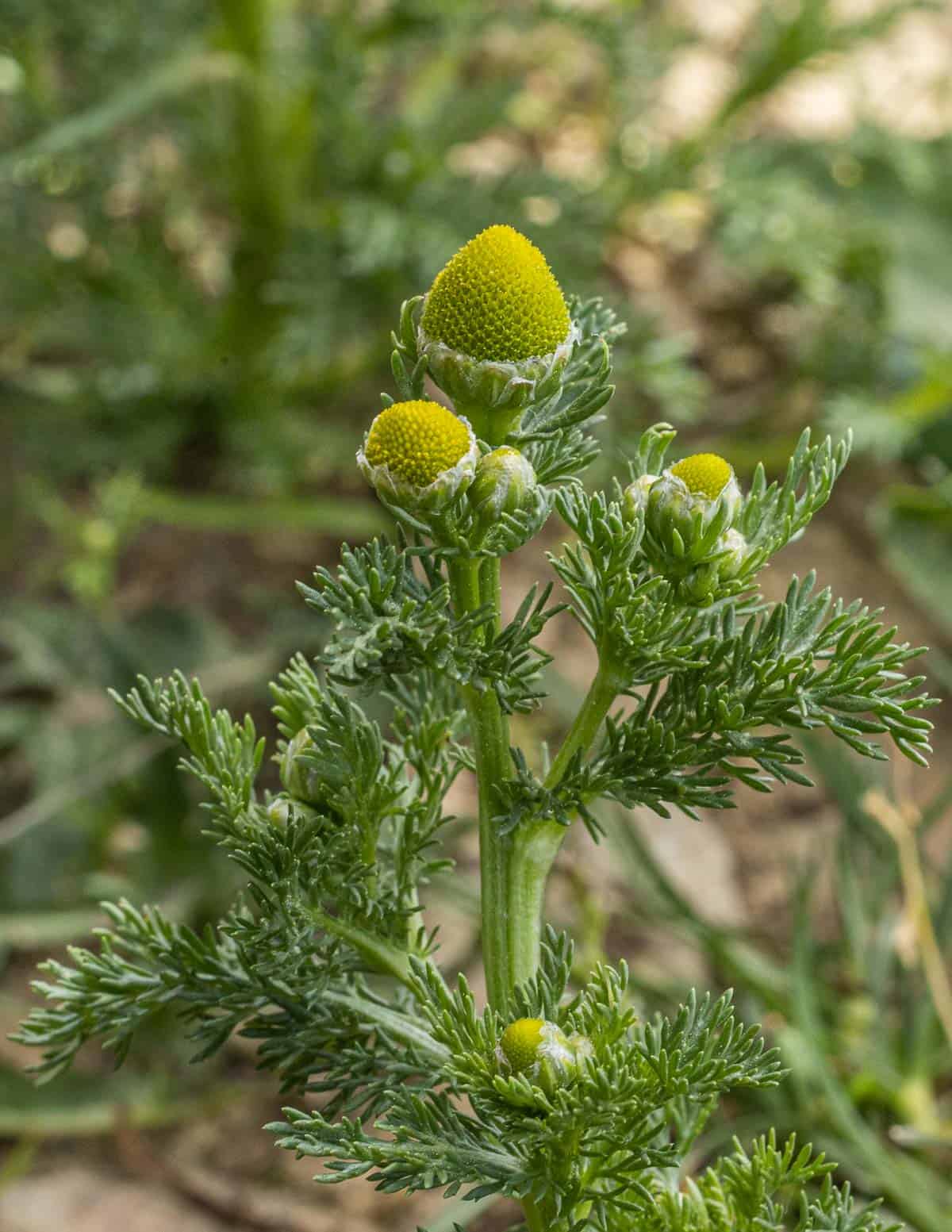 Pineapple weed or wild chamomile (Matricaria discoidea) in a driveway.
