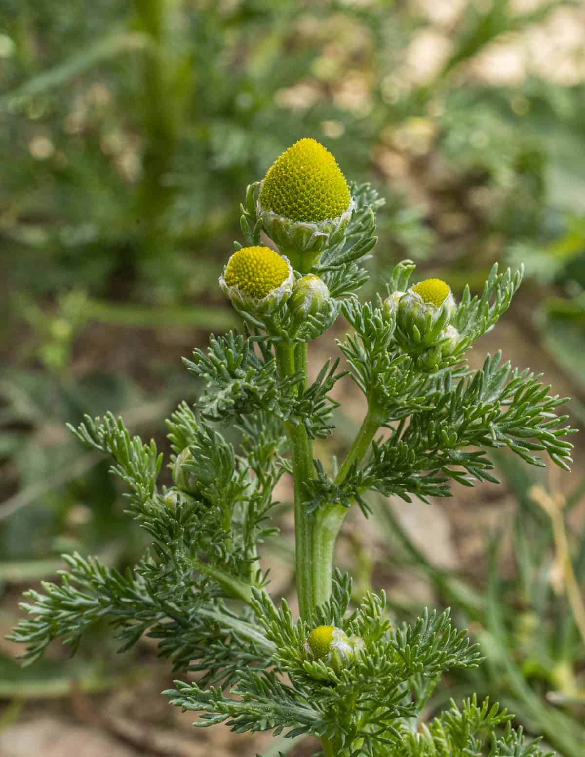 Pineapple weed or wild chamomile (Matricaria discoidea) in a driveway. 