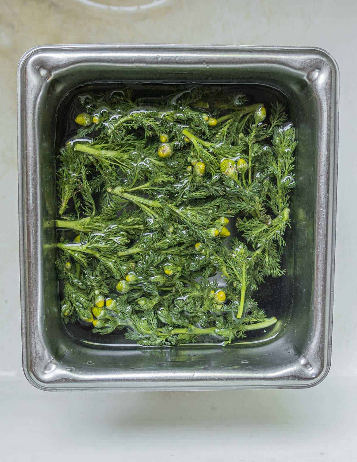 Soaking pineapple weed in water to refresh it. 
